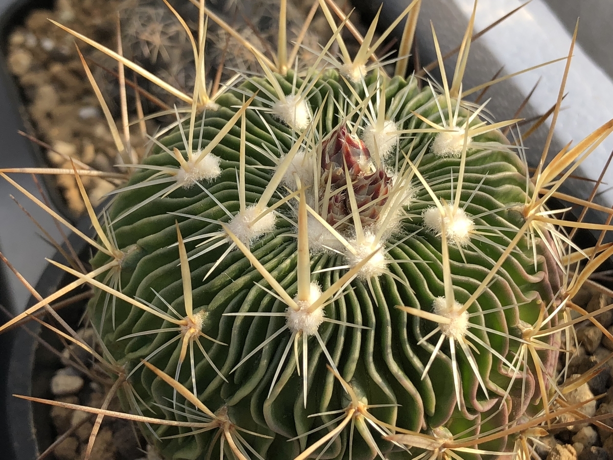 竜剣丸　実生　サボテン 竜剣丸 - SABOTENTARO.COM