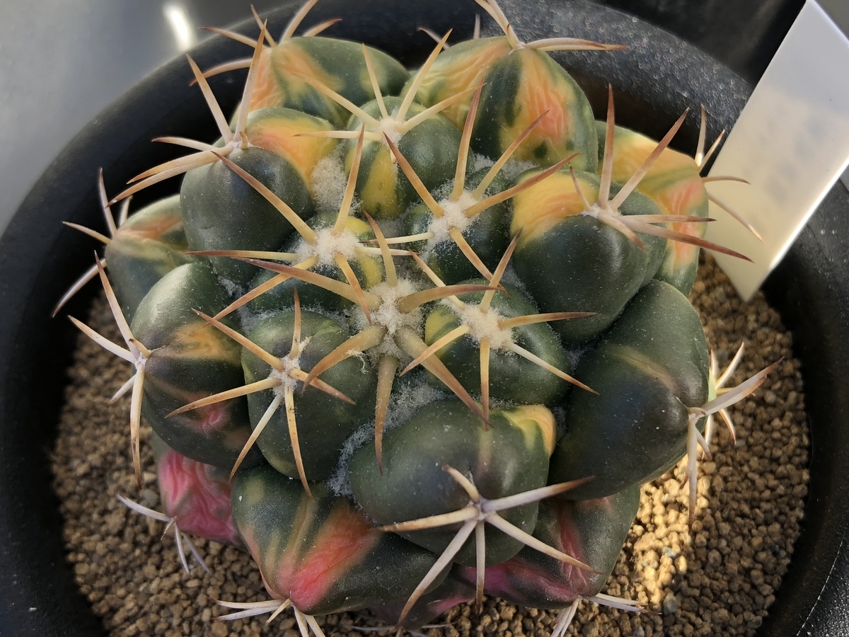 f:id:cactuspower:20200228133819j:plain