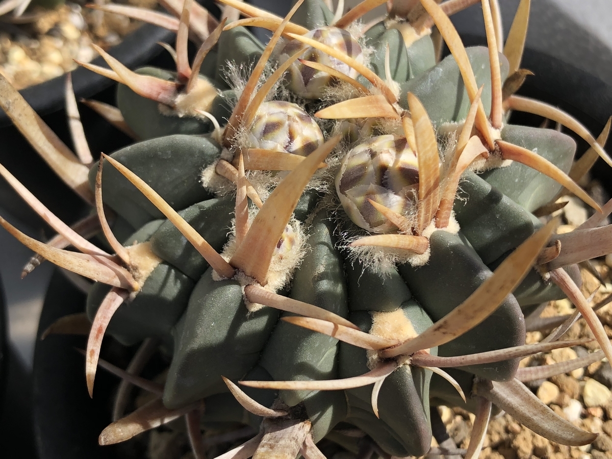 f:id:cactuspower:20200307143603j:plain
