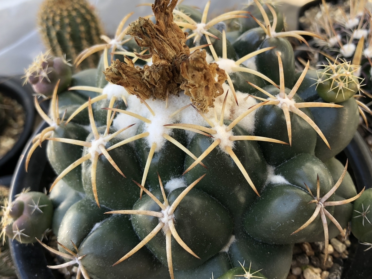 f:id:cactuspower:20200307143927j:plain