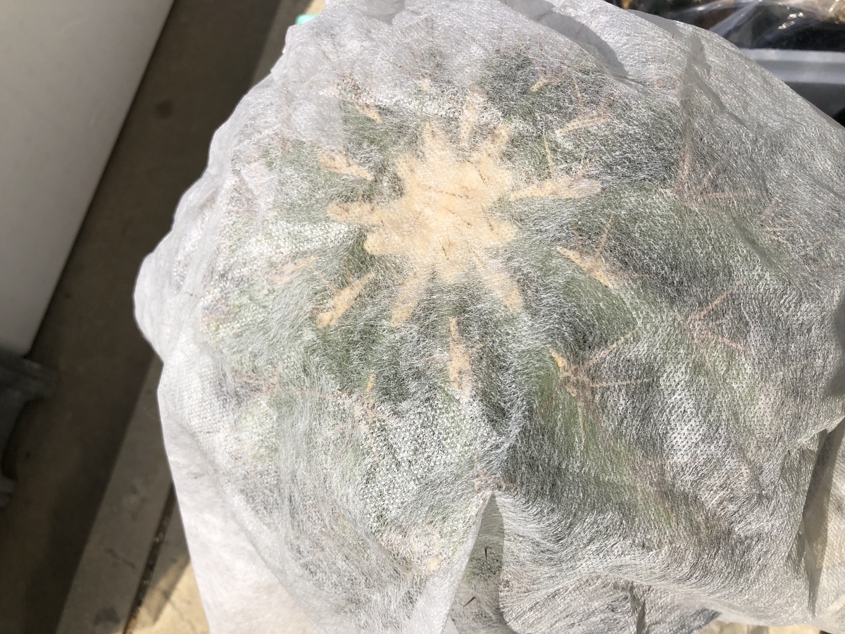 f:id:cactuspower:20200307144154j:plain