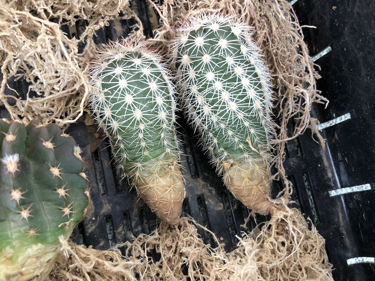 f:id:cactuspower:20200311140537j:plain