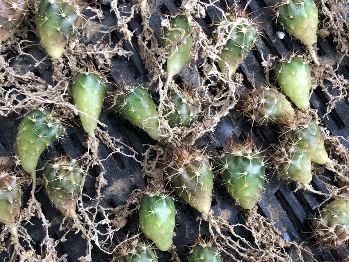 f:id:cactuspower:20200311141125j:plain