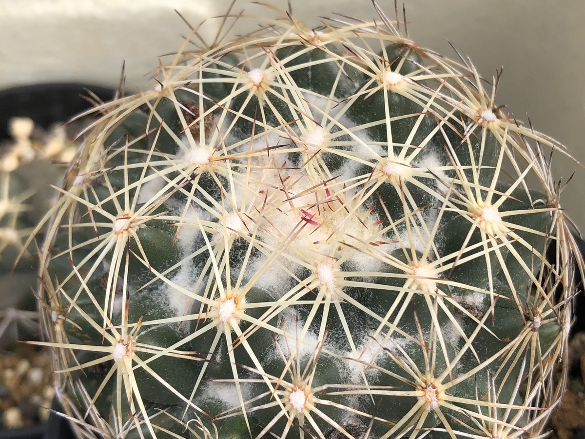 f:id:cactuspower:20200329125946j:plain