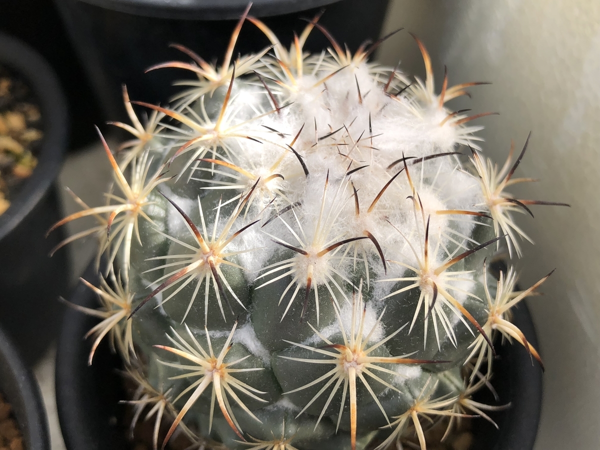 f:id:cactuspower:20200329130148j:plain