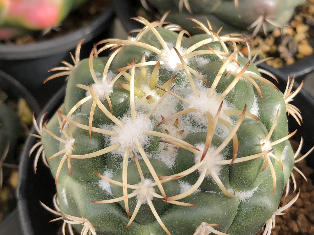 f:id:cactuspower:20200329130313j:plain