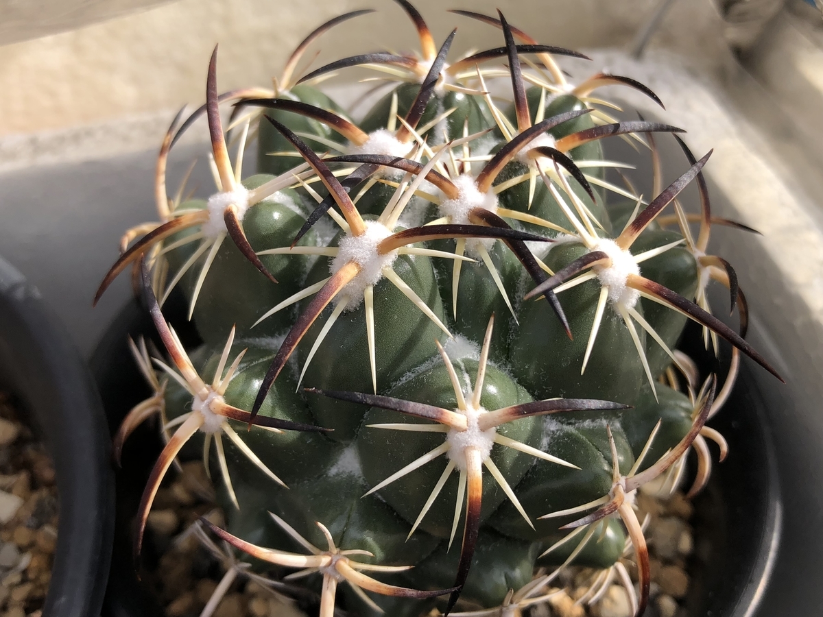 f:id:cactuspower:20200329130431j:plain