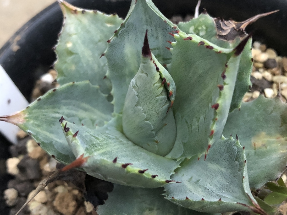 f:id:cactuspower:20200331232821j:plain f:id:cactuspower:20200331232821j:plain