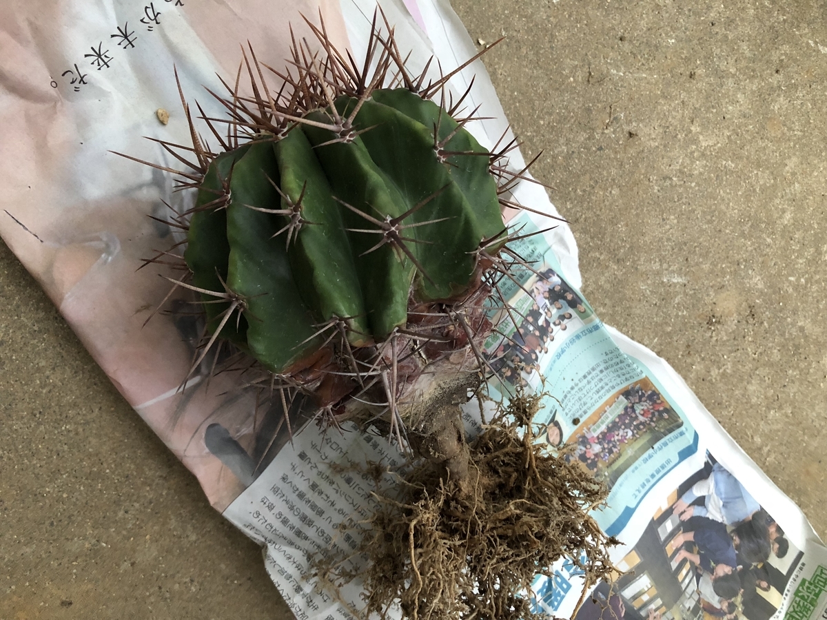 f:id:cactuspower:20200331233017j:plain f:id:cactuspower:20200331233017j:plain
