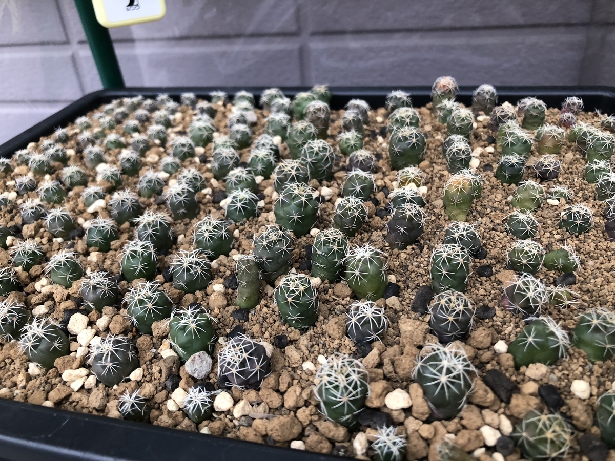 f:id:cactuspower:20200331233247j:plain f:id:cactuspower:20200331233247j:plain