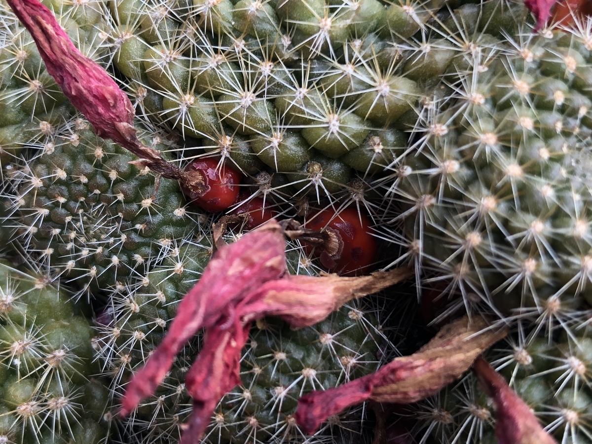 f:id:cactuspower:20200331233654j:plain f:id:cactuspower:20200331233654j:plain