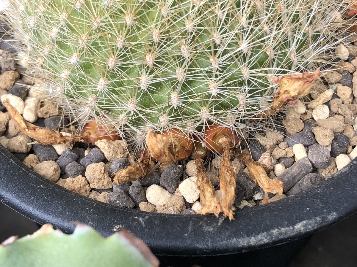 f:id:cactuspower:20200331233849j:plain f:id:cactuspower:20200331233849j:plain