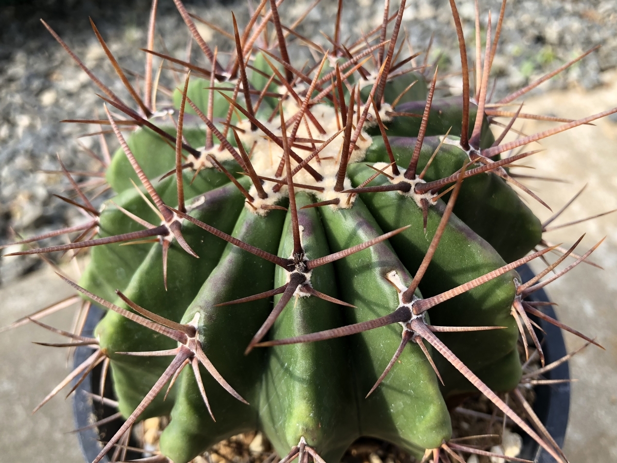 巌くん植えつけと新刺シリーズ - cactuspower サボテン日記