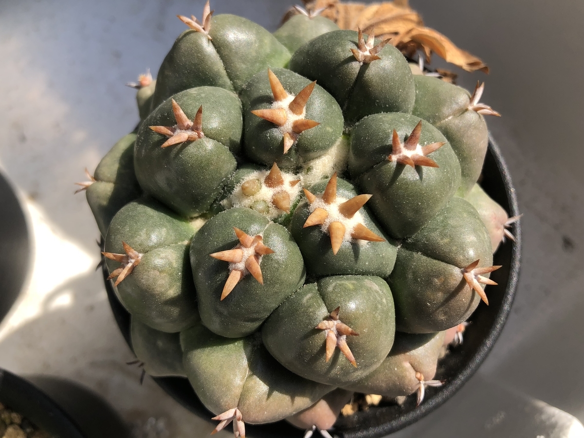 f:id:cactuspower:20200409132528j:plain f:id:cactuspower:20200409132528j:plain