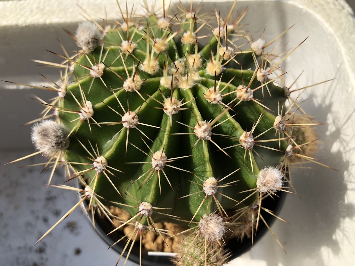 f:id:cactuspower:20200409132938j:plain f:id:cactuspower:20200409132938j:plain