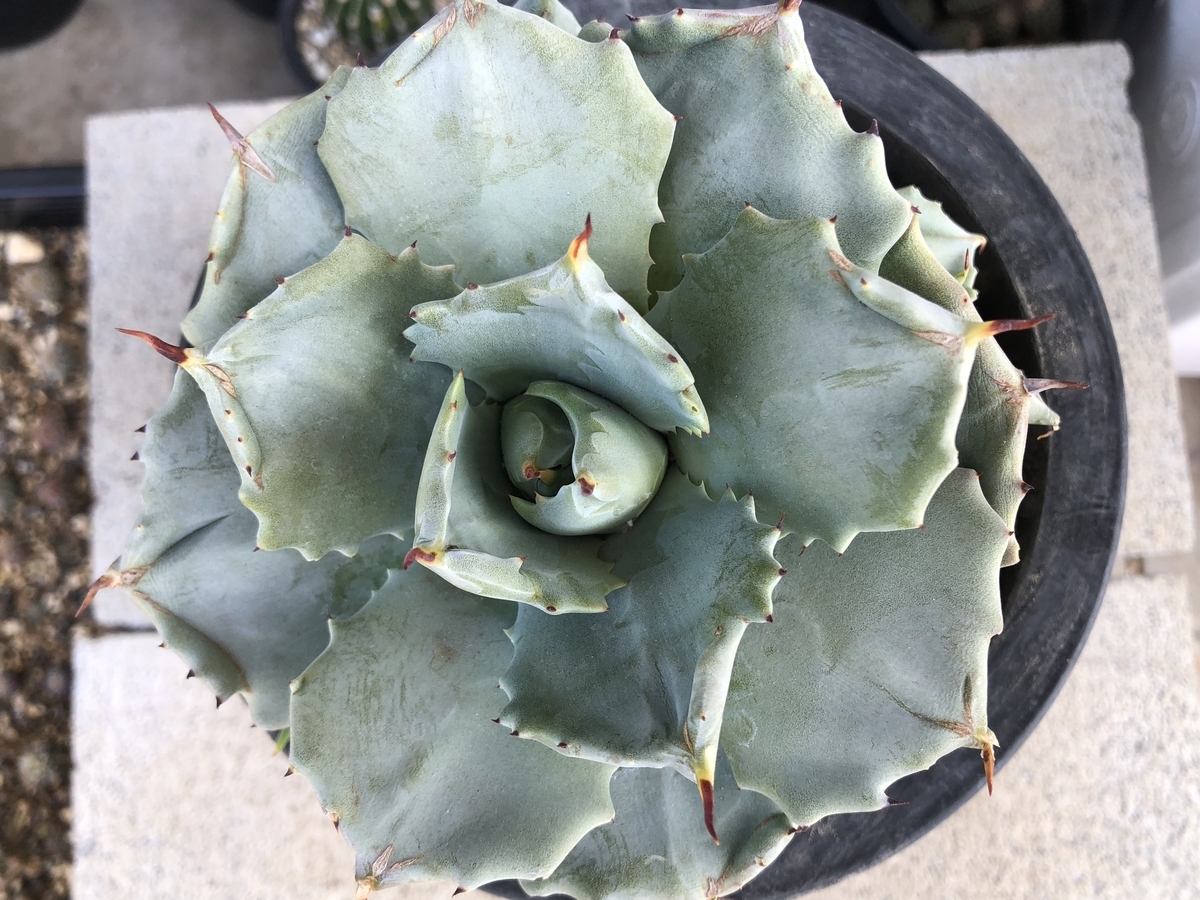 f:id:cactuspower:20200409133924j:plain f:id:cactuspower:20200409133924j:plain
