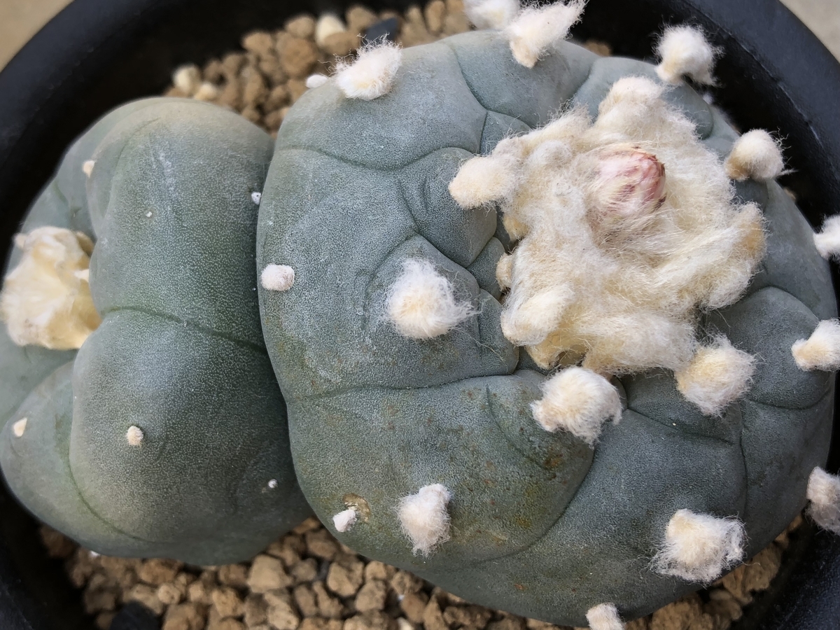 f:id:cactuspower:20200409143117j:plain f:id:cactuspower:20200409143117j:plain