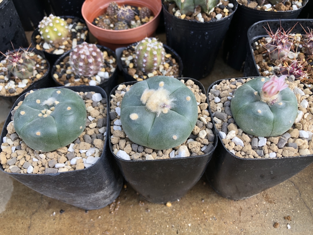 f:id:cactuspower:20200411145541j:plain