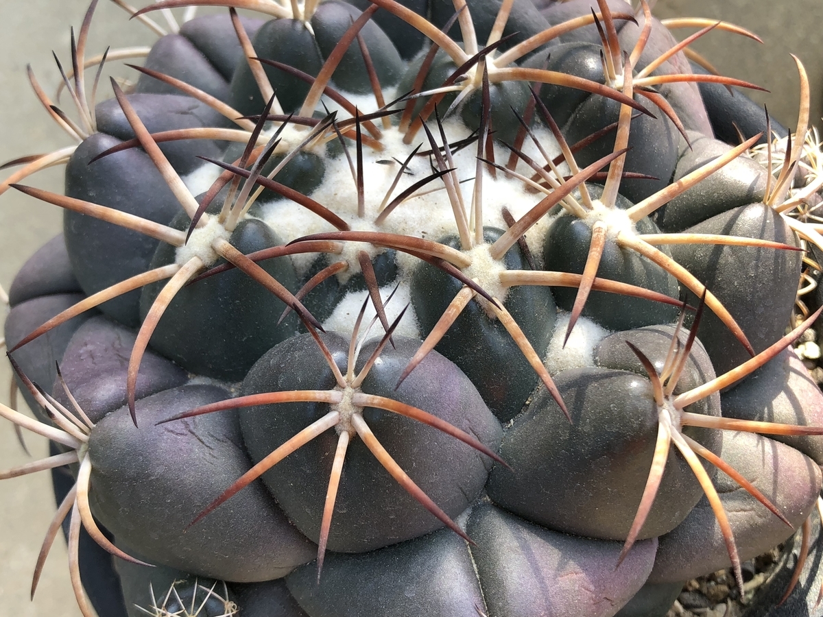 f:id:cactuspower:20200411150927j:plain