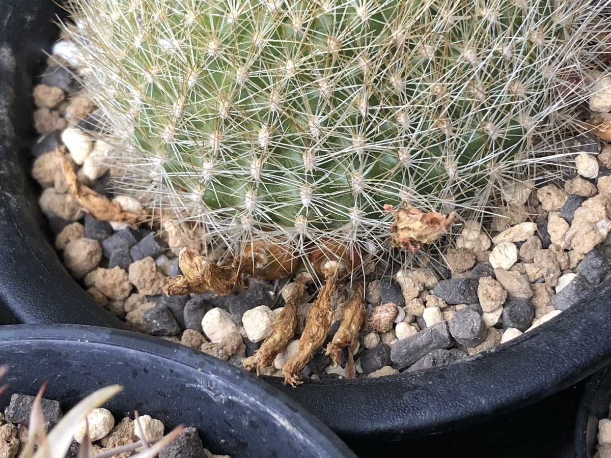 f:id:cactuspower:20200412131234j:plain f:id:cactuspower:20200412131234j:plain