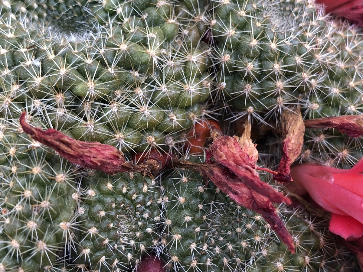 f:id:cactuspower:20200412131359j:plain f:id:cactuspower:20200412131359j:plain
