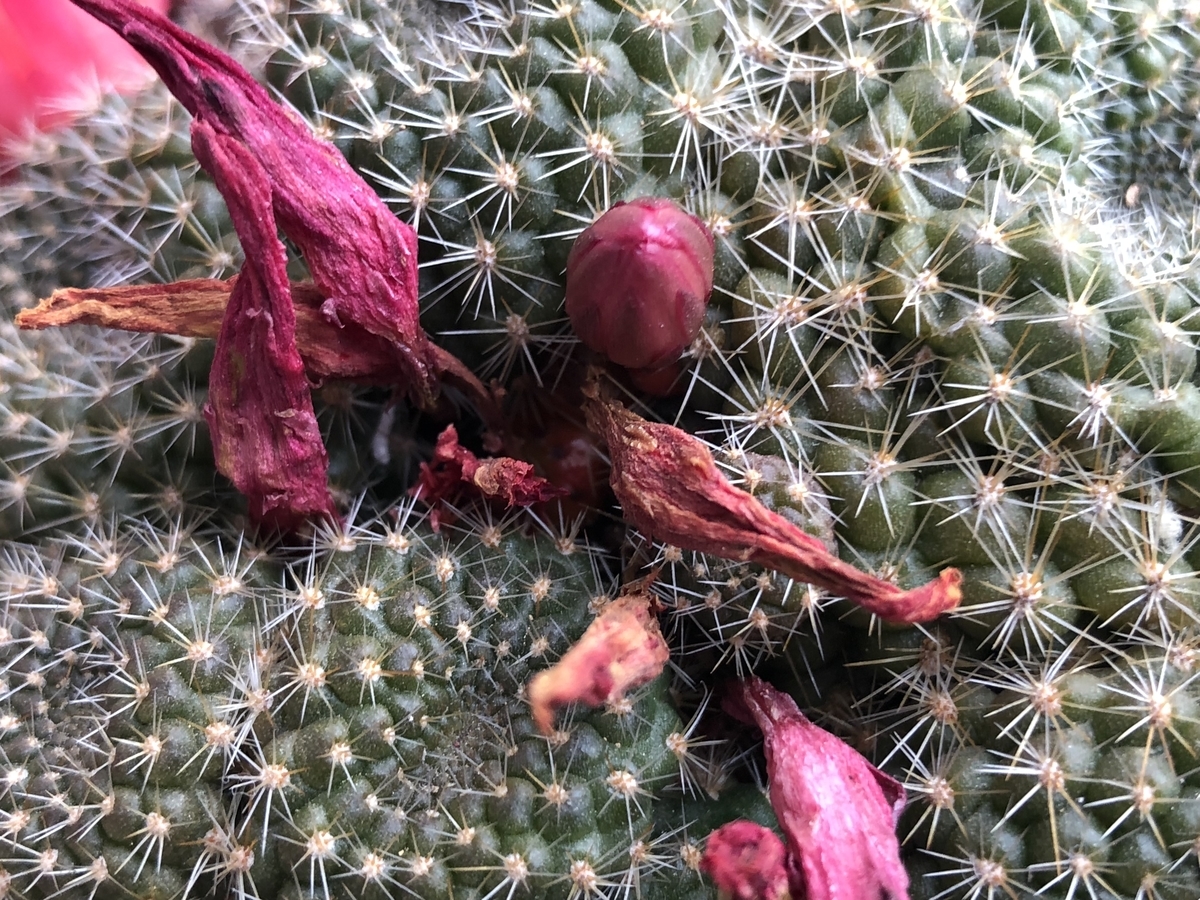 f:id:cactuspower:20200412131443j:plain f:id:cactuspower:20200412131443j:plain