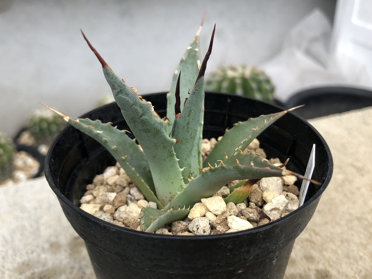 f:id:cactuspower:20200412131826j:plain f:id:cactuspower:20200412131826j:plain