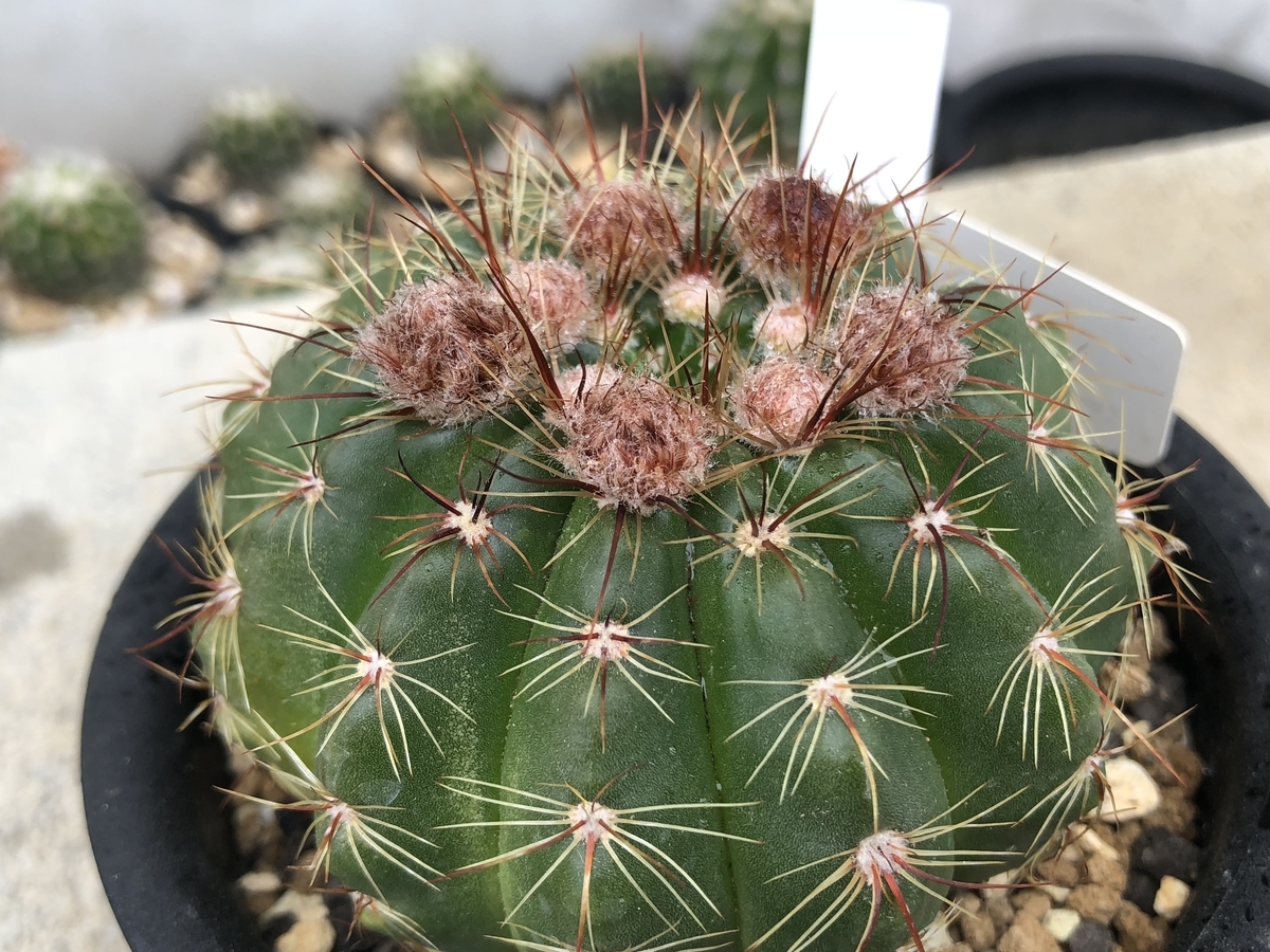 f:id:cactuspower:20200413213909j:plain f:id:cactuspower:20200413213909j:plain