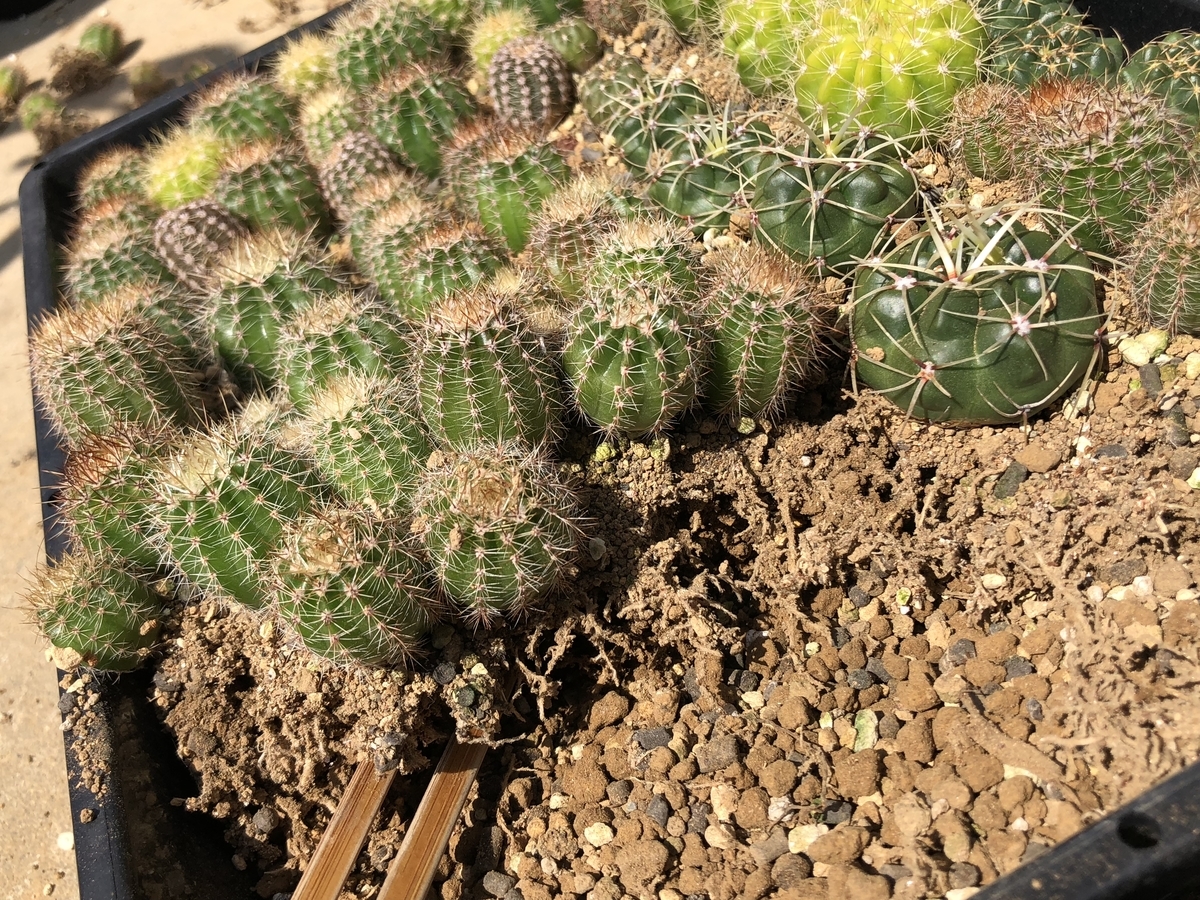 f:id:cactuspower:20200416130656j:plain