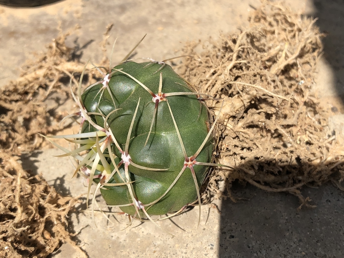 f:id:cactuspower:20200416130908j:plain