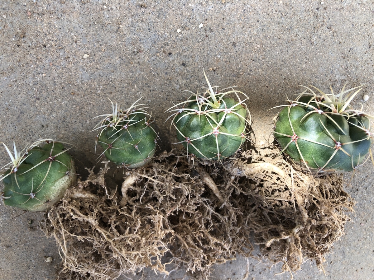 f:id:cactuspower:20200416131244j:plain