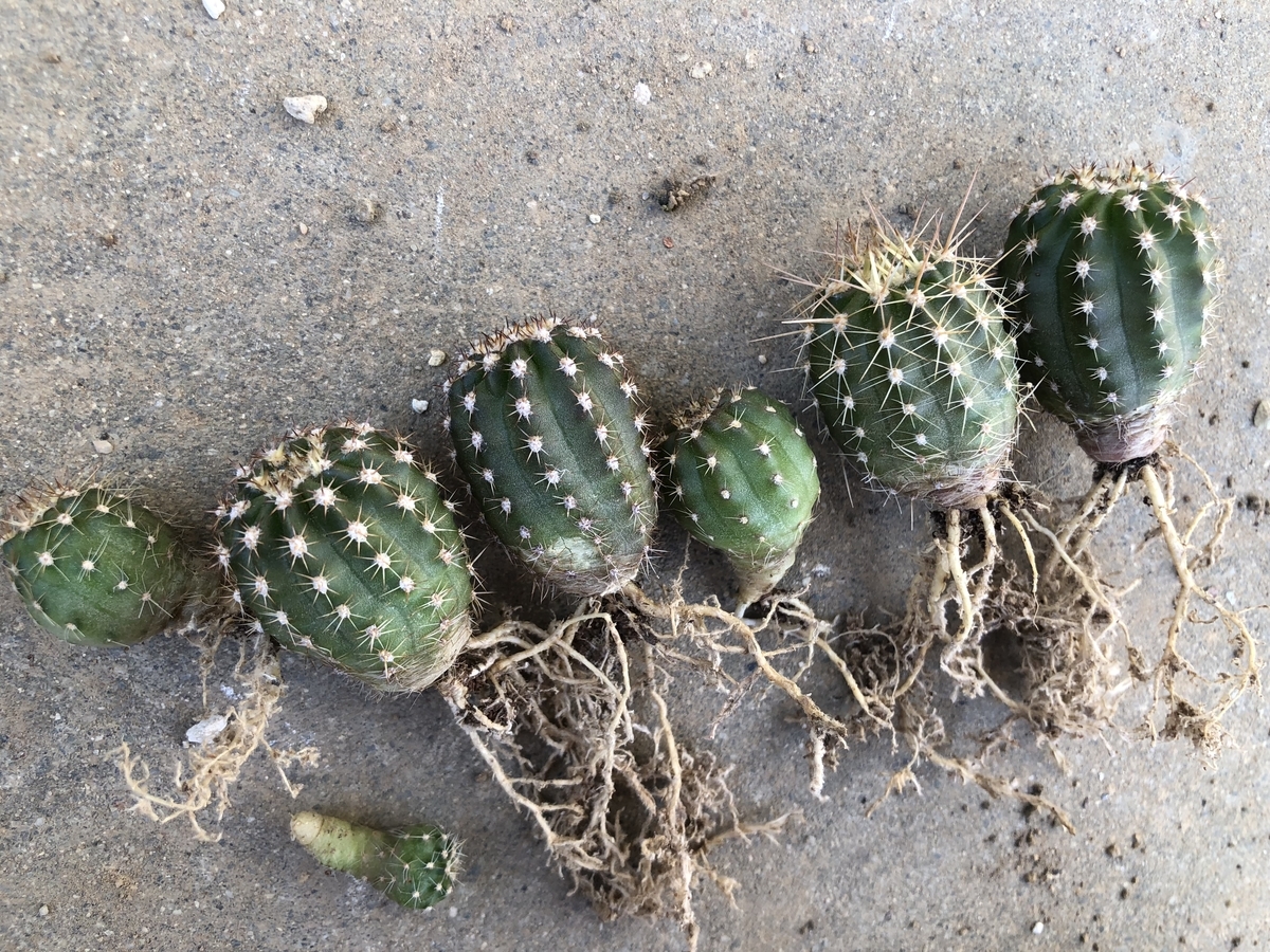 f:id:cactuspower:20200416131357j:plain