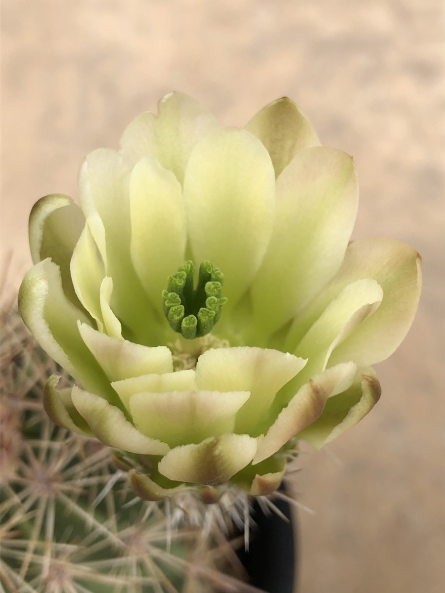 f:id:cactuspower:20200418125915j:plain