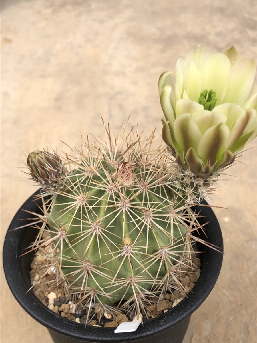 f:id:cactuspower:20200418130116j:plain