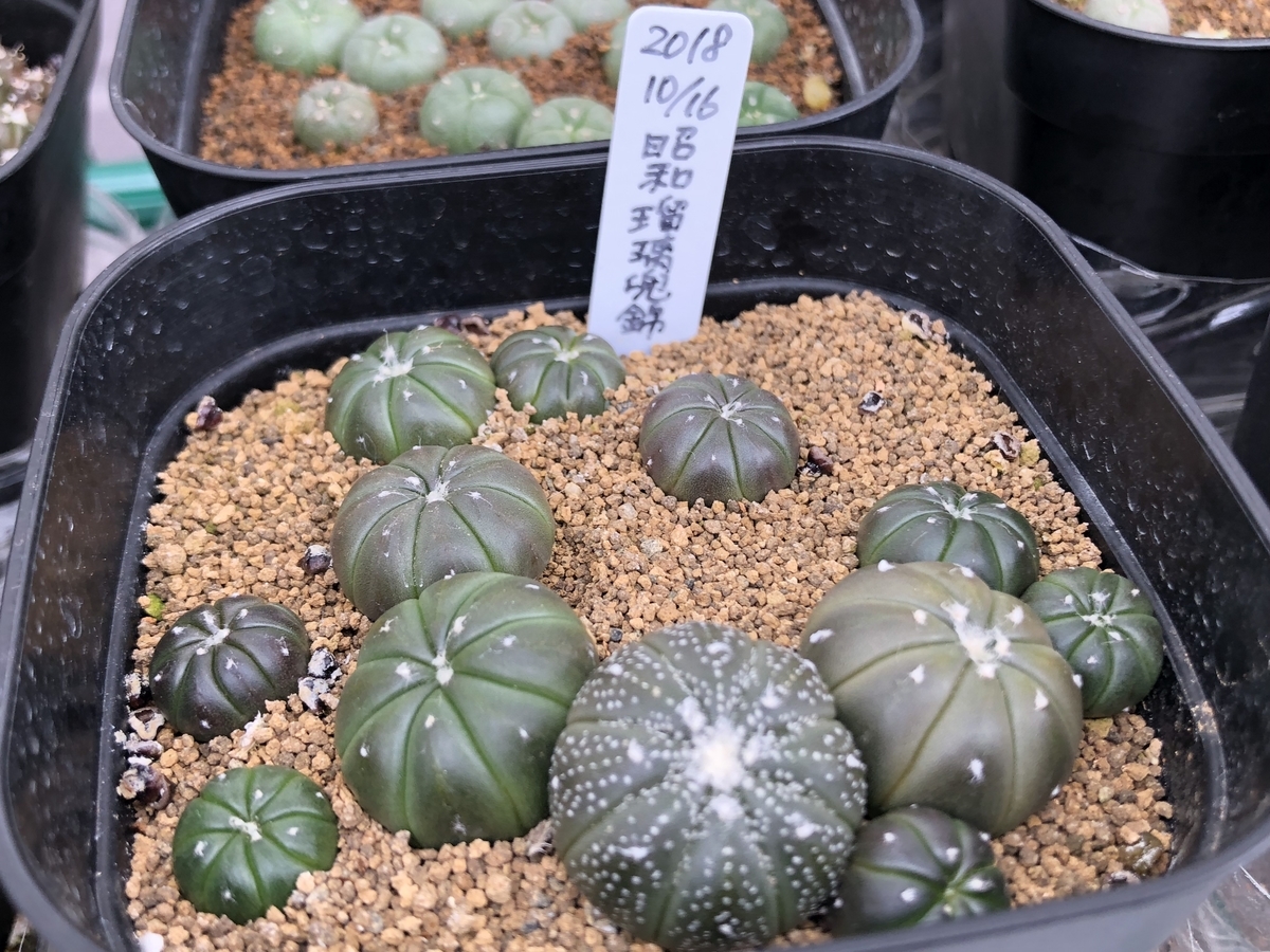 f:id:cactuspower:20200420140222j:plain f:id:cactuspower:20200420140222j:plain