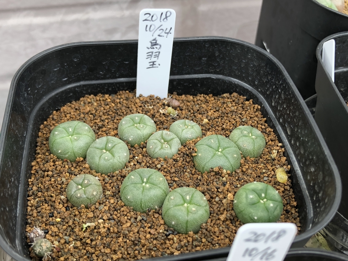 f:id:cactuspower:20200420140627j:plain f:id:cactuspower:20200420140627j:plain
