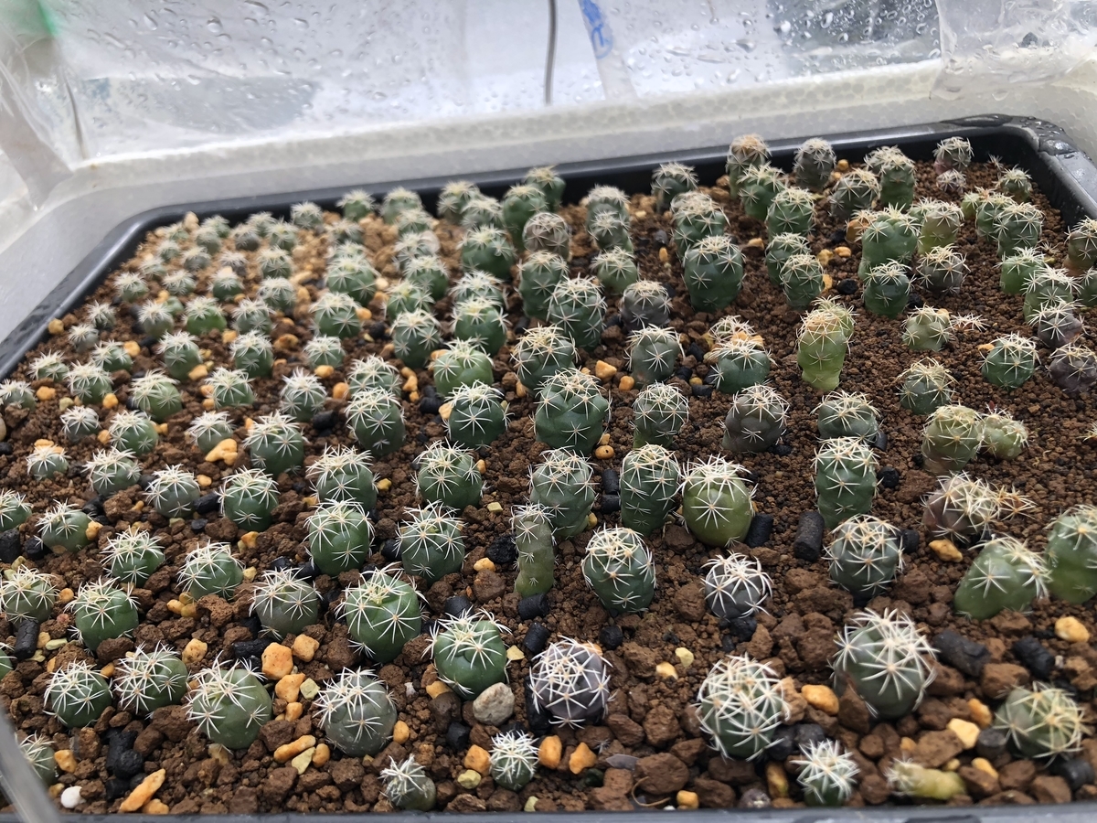 f:id:cactuspower:20200420141052j:plain f:id:cactuspower:20200420141052j:plain