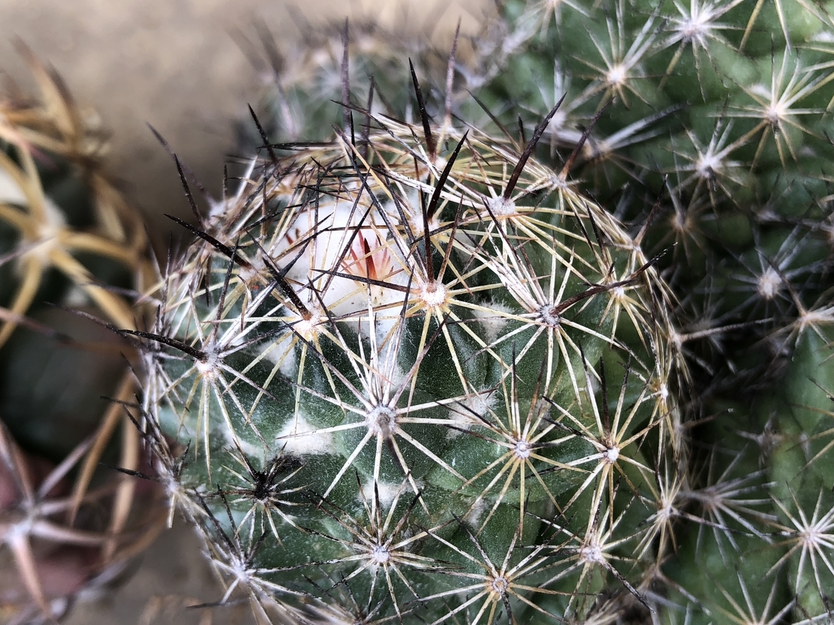 f:id:cactuspower:20200422141038j:plain