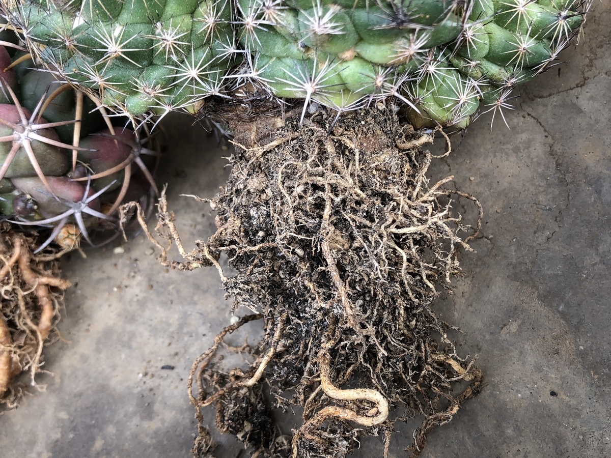 f:id:cactuspower:20200422141129j:plain