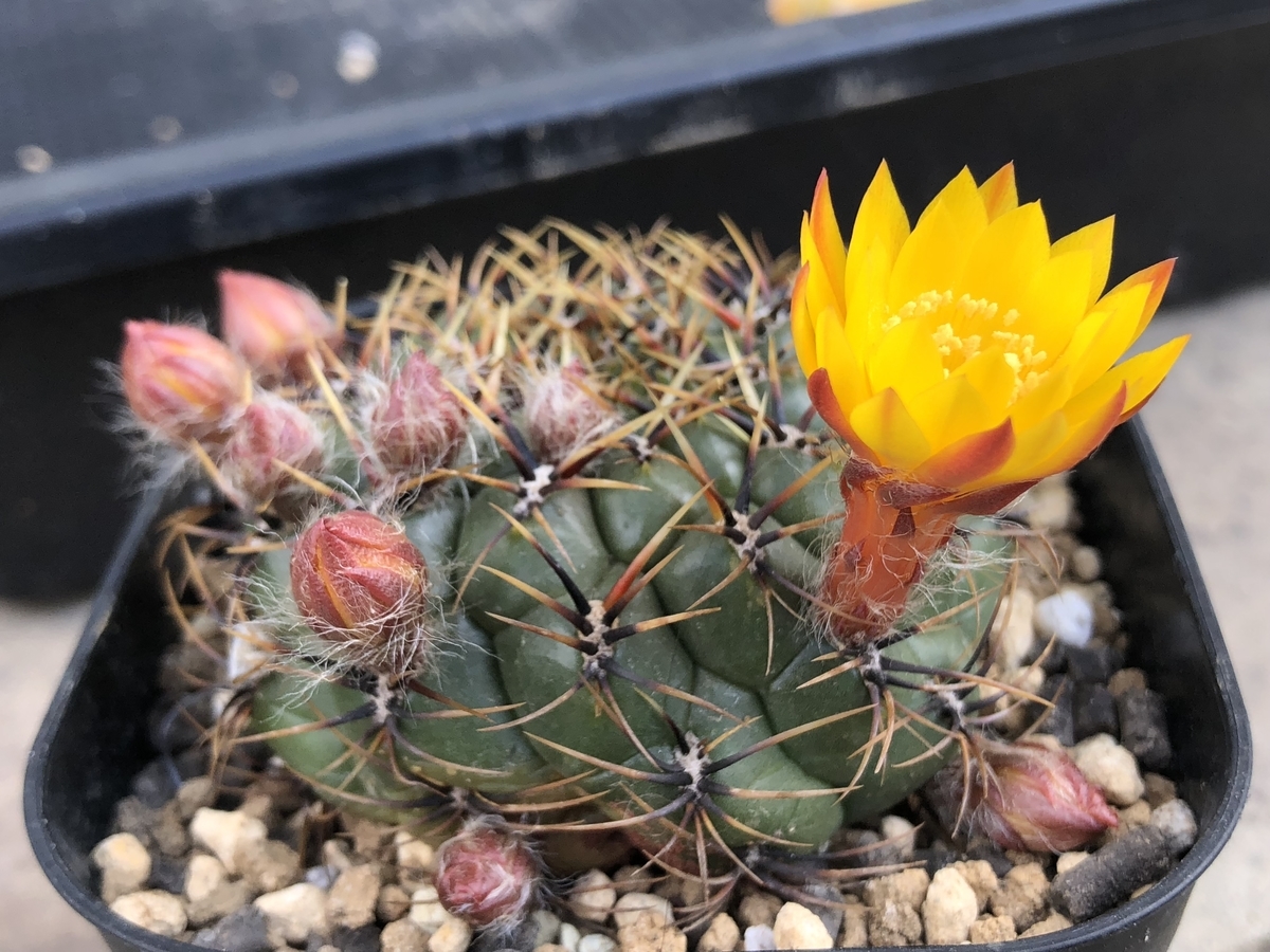 f:id:cactuspower:20200423123111j:plain