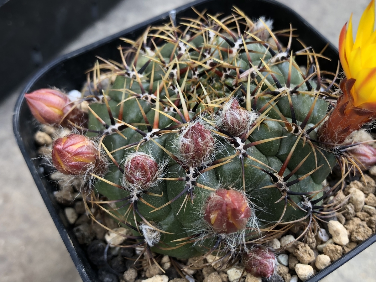 f:id:cactuspower:20200423123207j:plain