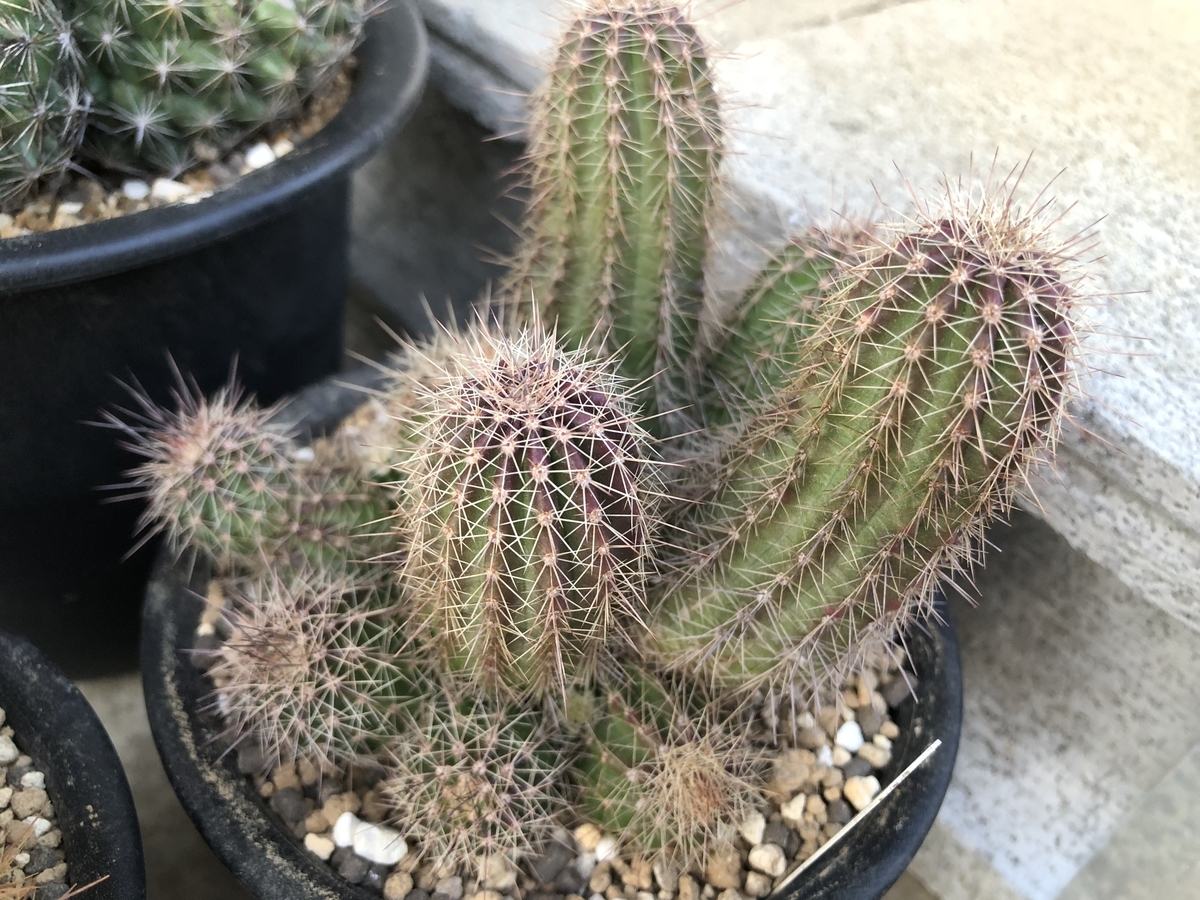 f:id:cactuspower:20200424193656j:plain