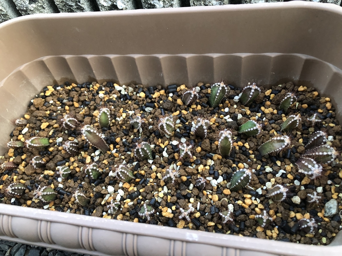 f:id:cactuspower:20200424201301j:plain