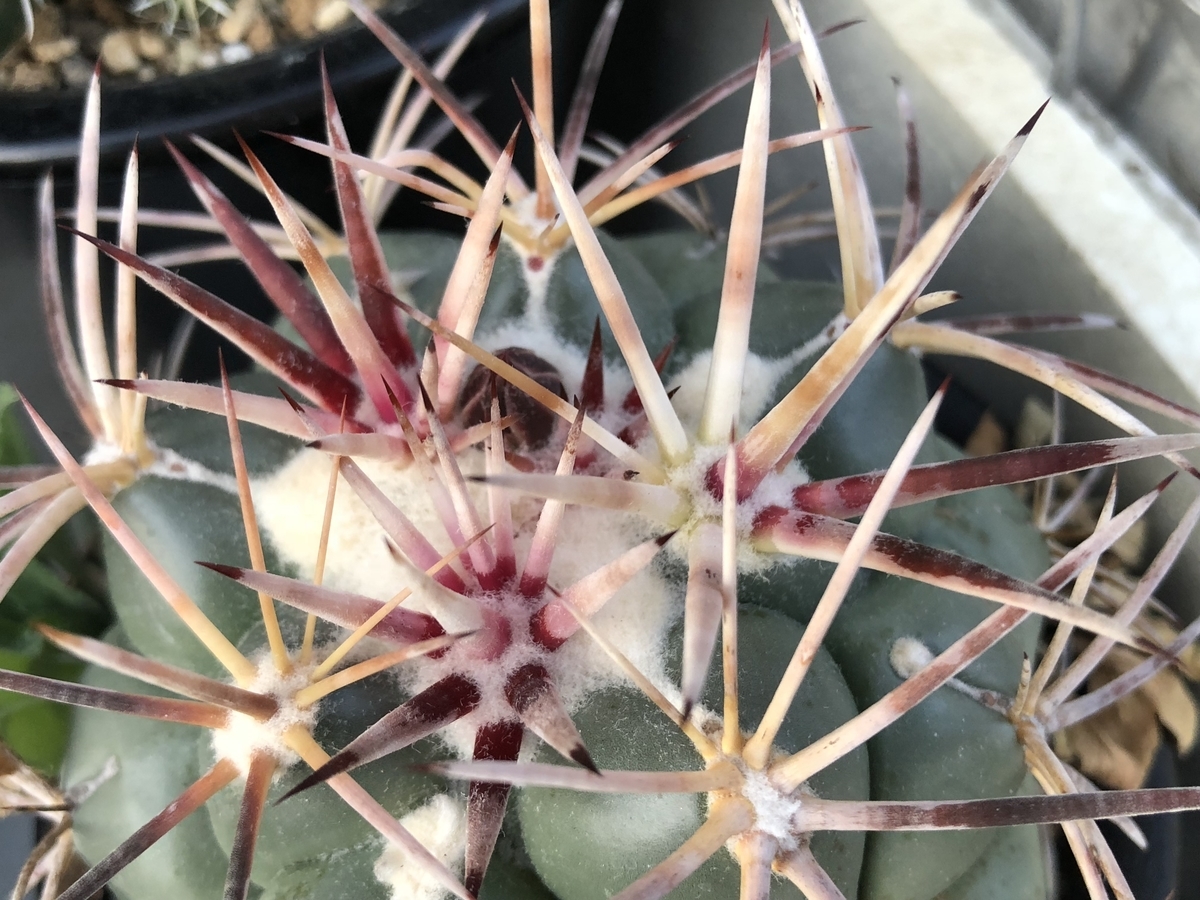 f:id:cactuspower:20200424204233j:plain