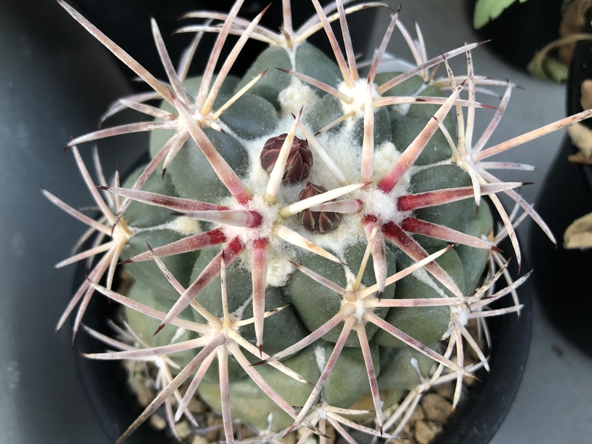 f:id:cactuspower:20200424204649j:plain