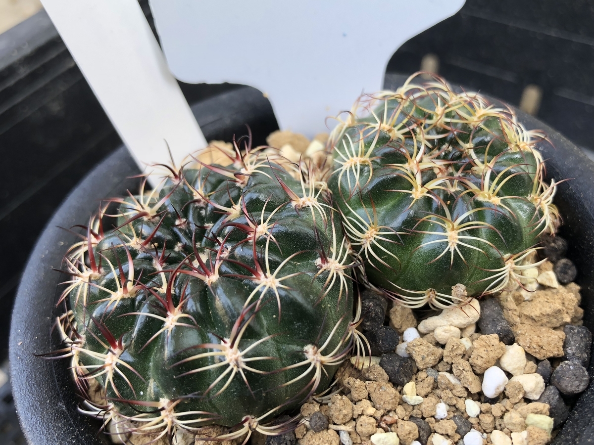 f:id:cactuspower:20200426130511j:plain
