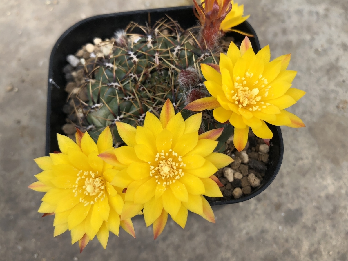 f:id:cactuspower:20200426130829j:plain