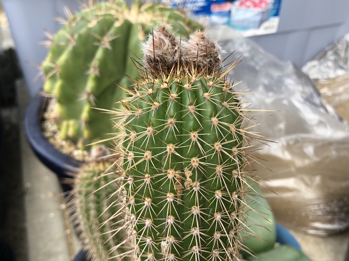 f:id:cactuspower:20200427134404j:plain