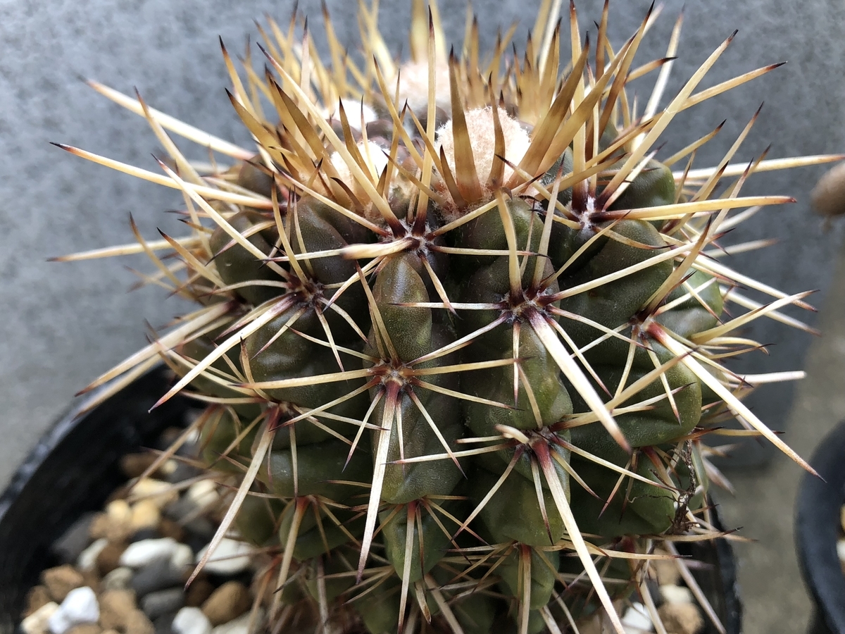 f:id:cactuspower:20200427134425j:plain