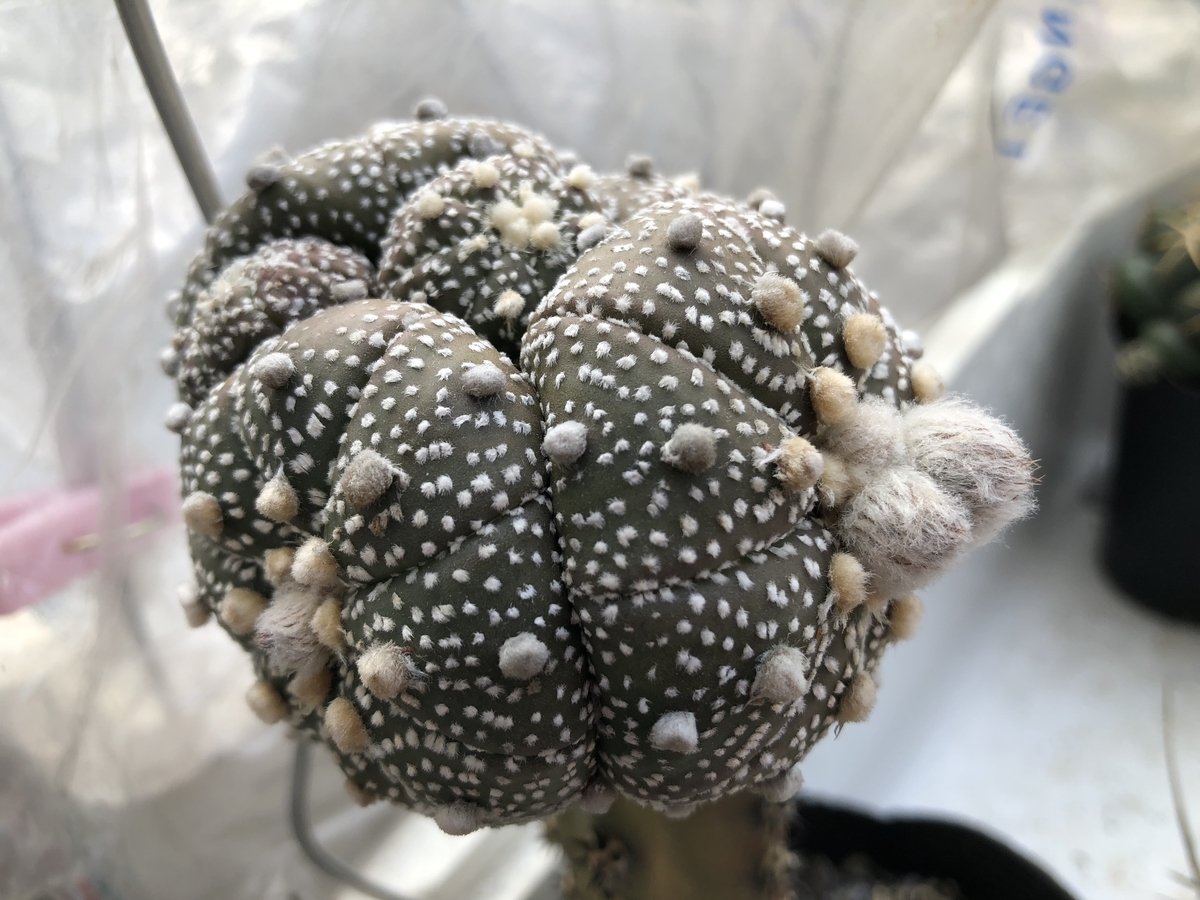f:id:cactuspower:20200427134808j:plain